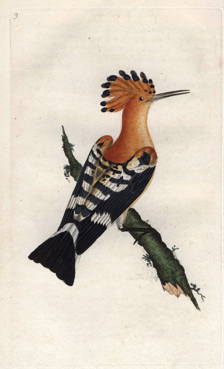 Hoopoe. Upupa epops. Kobberstikk av Edward Donovan (1768-1837), publisert i Natural History of British Birds, London av Edward Donovan