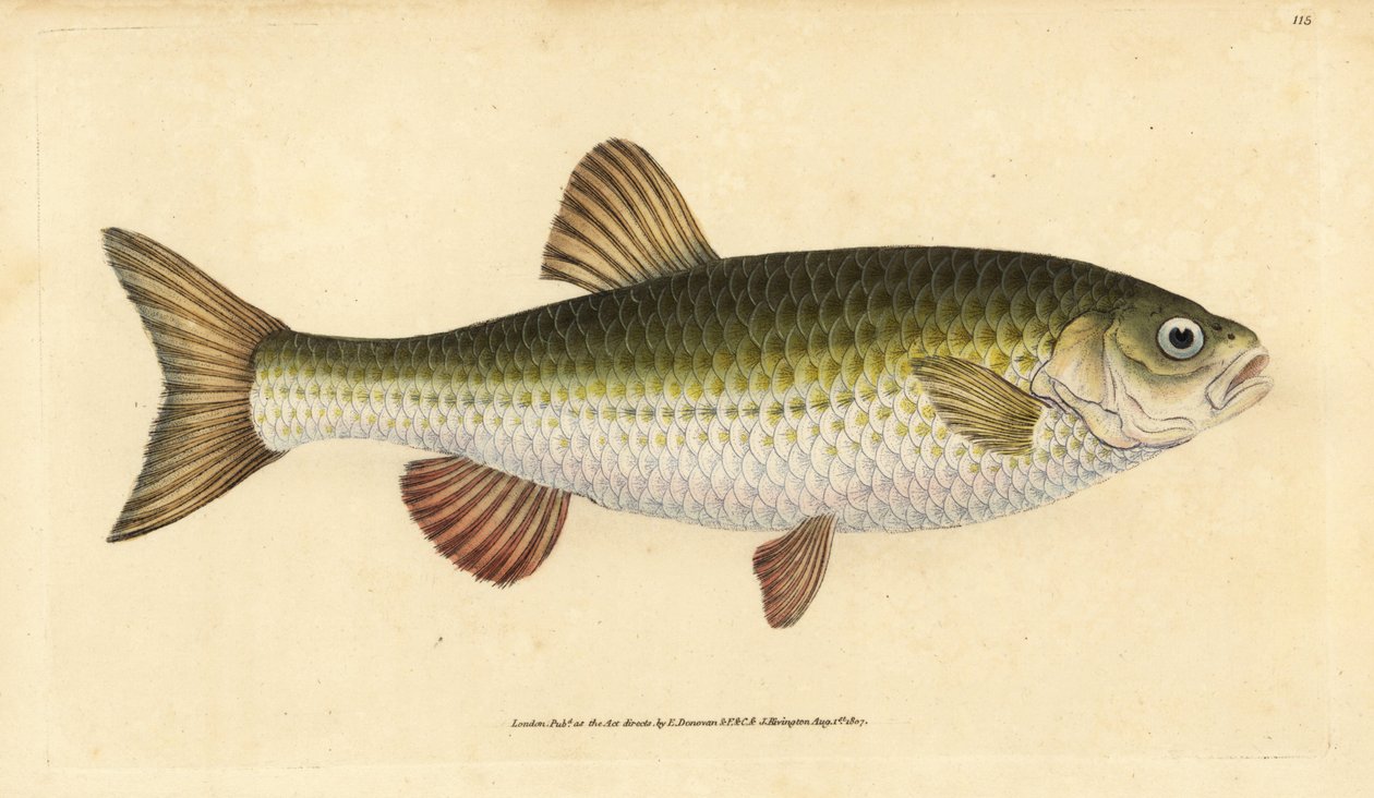 Ide, Leuciscus idus (Chub, Cyprinus jeses). Håndfarget kobberplate tegnet og gravert av Edward Donovan fra hans Natural History of British Fishes, Donovan og F.C. og J. Rivington, London av Edward Donovan