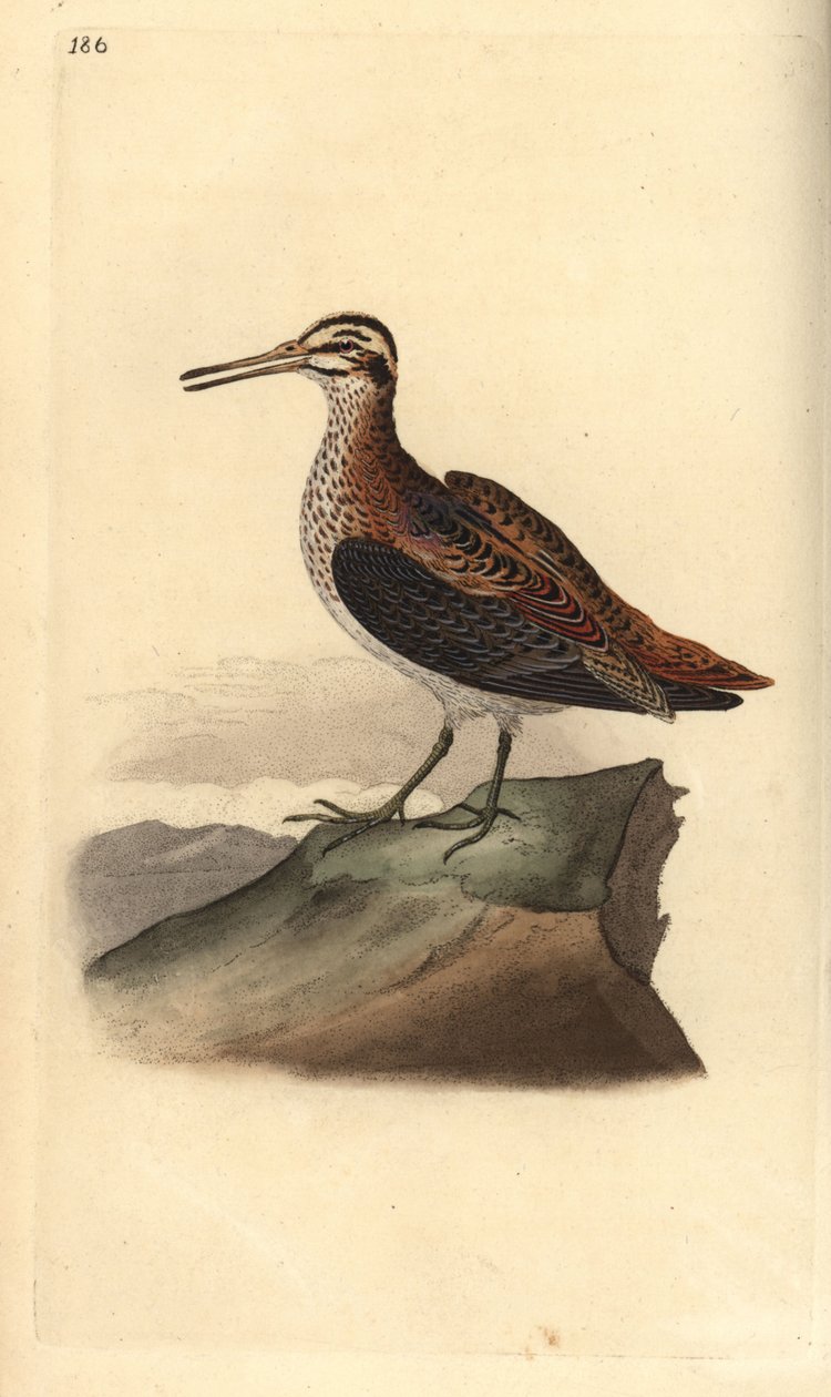Jack snipe, Lymnocrypts minimus. Håndfarget kobberplate tegnet og gravert av Edward Donovan fra hans egen "Natural History of British Birds," London av Edward Donovan