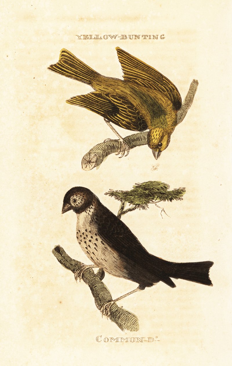 Japansk gulspurv, Emberiza sulphurata og maisspurv, Emberiza calandra av Edward Donovan