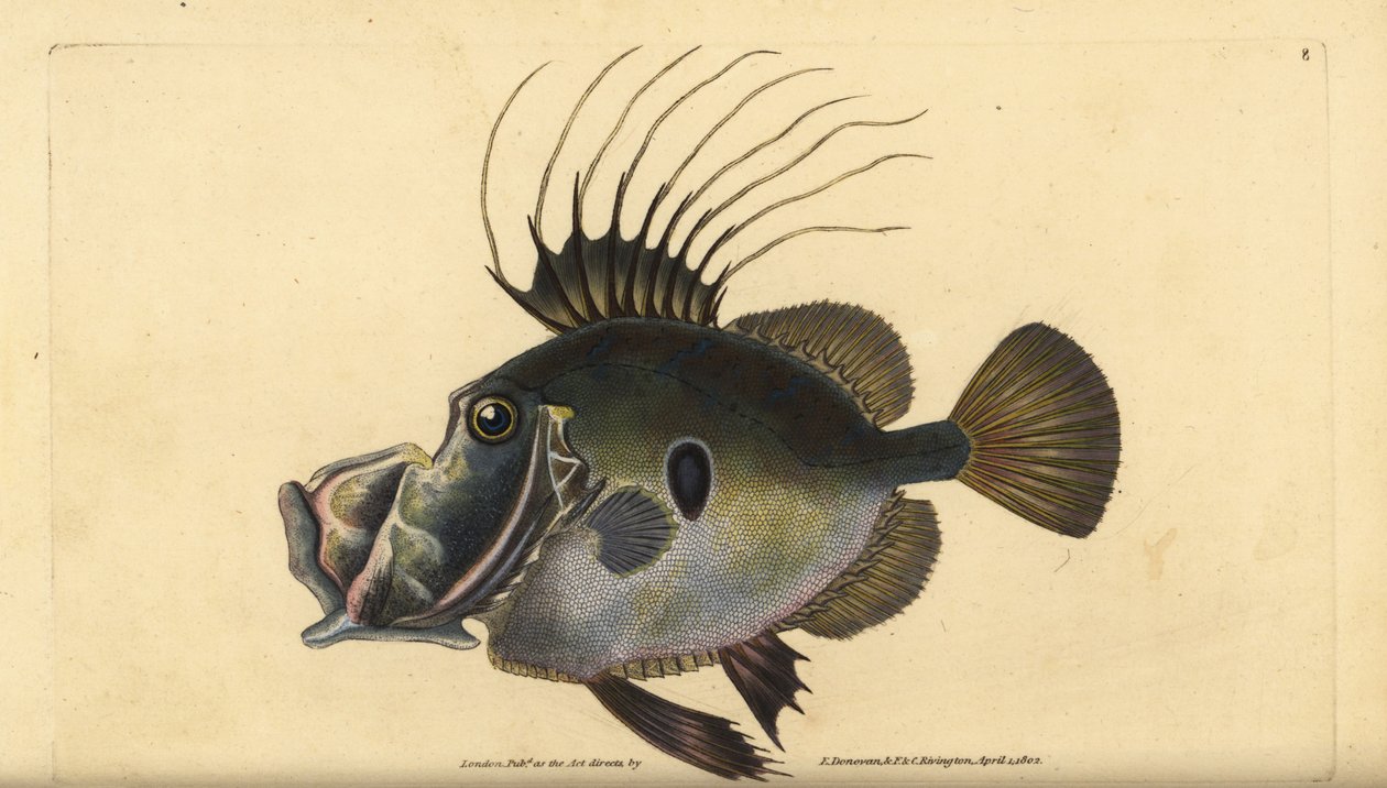 John Dory eller Doree, Zeus faber. Håndfarget kobberplate tegnet og gravert av Edward Donovan fra hans Natural History of British Fishes, Donovan og F.C. og J. Rivington, London av Edward Donovan