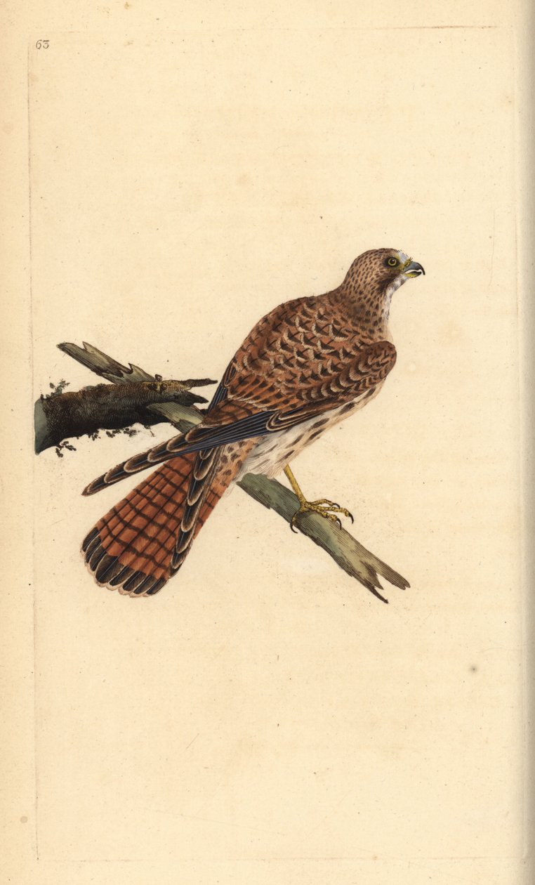Tårnfalk, Falco tinnunculus, hunn. Håndfarget kobberplate tegnet og gravert av Edward Donovan fra hans egen "Natural History of British Birds," London av Edward Donovan