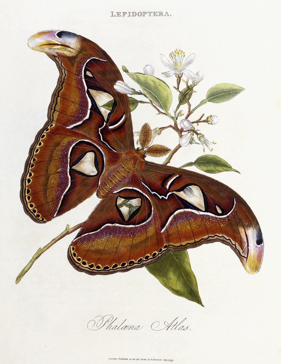 Lepidoptera: Phaloena Atlas, 1798-1799 av Edward Donovan