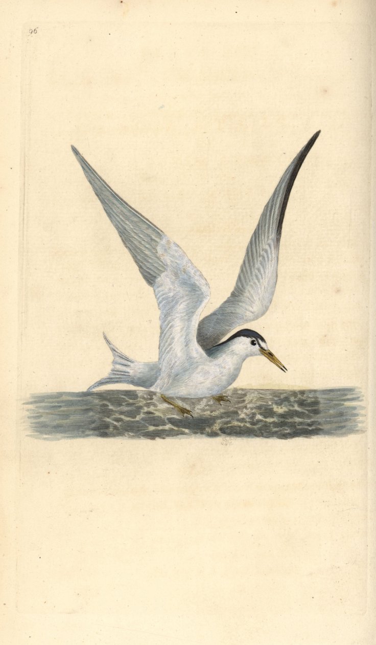 Liten eller liten tern, Sternula albifrons. Håndfarget kobberplate tegnet og gravert av Edward Donovan fra hans egen "Natural History of British Birds," London av Edward Donovan