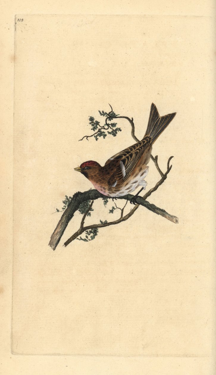 Mindre rødpoll, Carduelis-kabaret. Håndfarget kobberplate tegnet og gravert av Edward Donovan fra hans egen "Natural History of British Birds," London av Edward Donovan