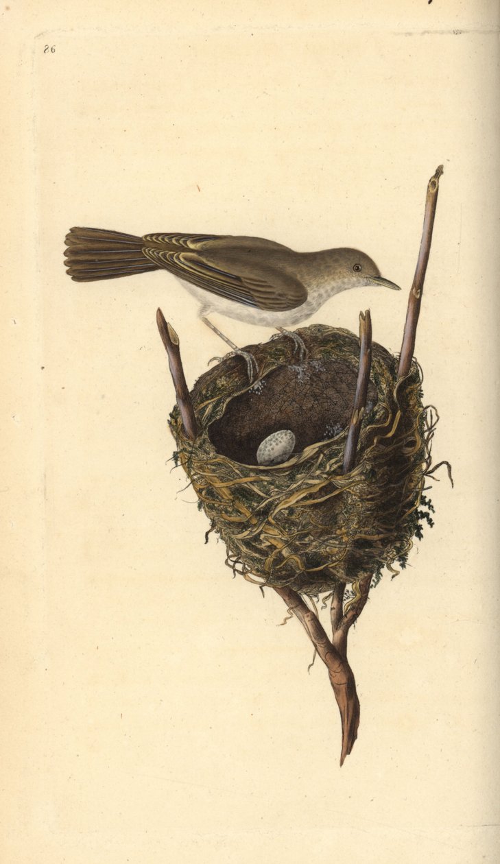 Mindre hvitstrupe, Sylvia communis, med reir og egg. Håndfarget kobberplate tegnet og gravert av Edward Donovan fra hans egen "Natural History of British Birds," London av Edward Donovan