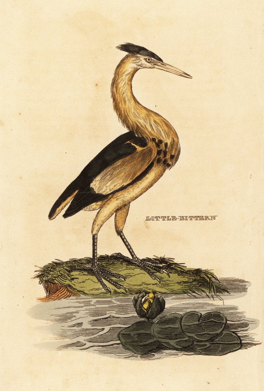 Liten bitter, Ixobrychus minutus av Edward Donovan