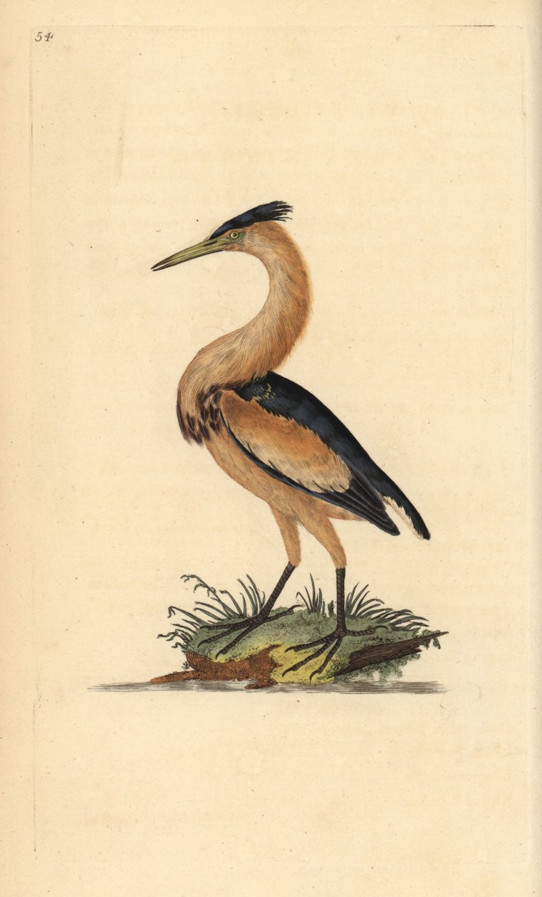 Liten bitter, Ixobrychus minutus. Håndfarget kobberplate tegnet og gravert av Edward Donovan fra hans egen "Natural History of British Birds," London av Edward Donovan