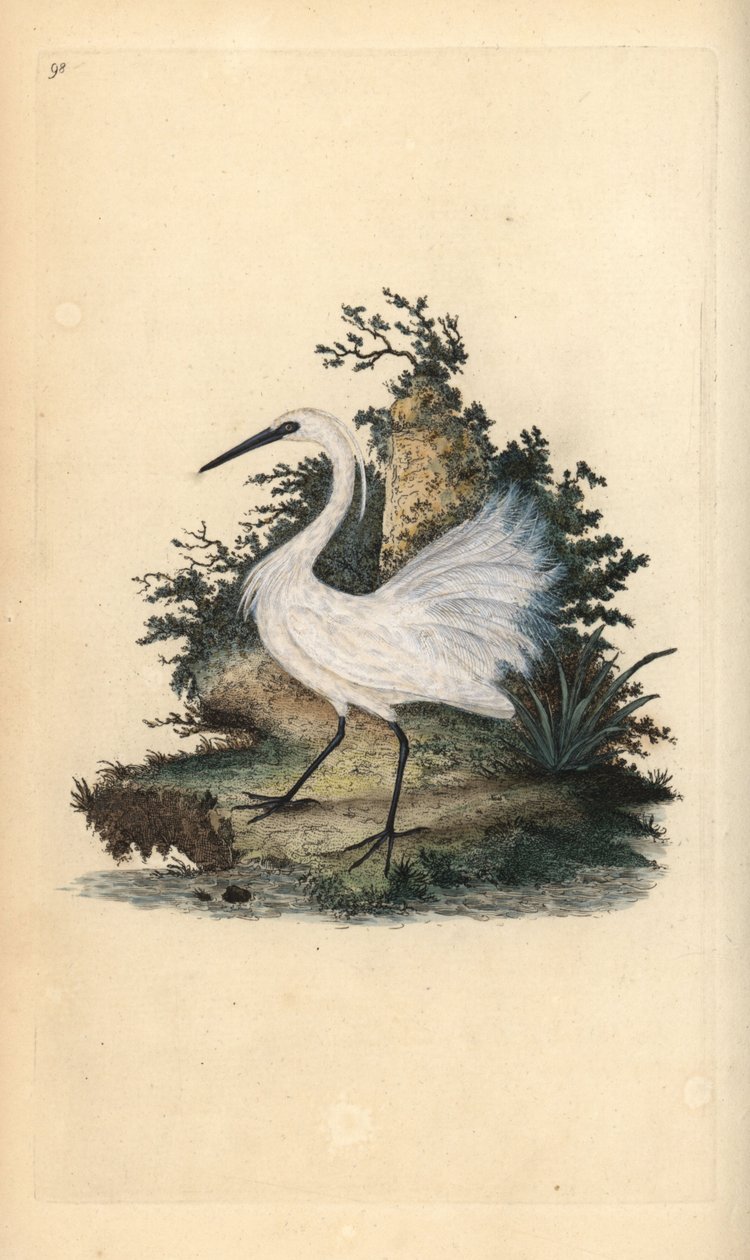 Lille egret, Egreta garzetta. Håndfarget kobberplate tegnet og gravert av Edward Donovan fra hans egen "Natural History of British Birds," London av Edward Donovan