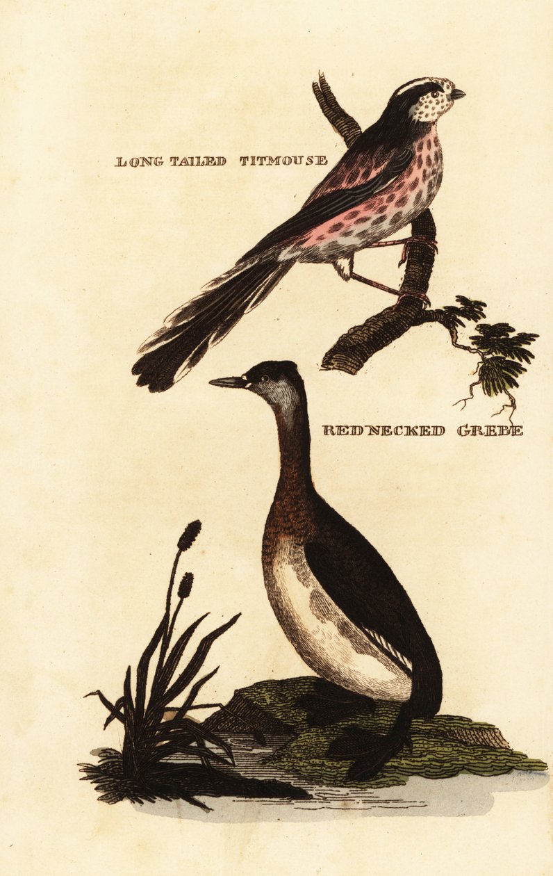 Langmeis eller langhalemeis, Aegithalos caudatus og rødhalset lappedykker, Podiceps grisegena av Edward Donovan