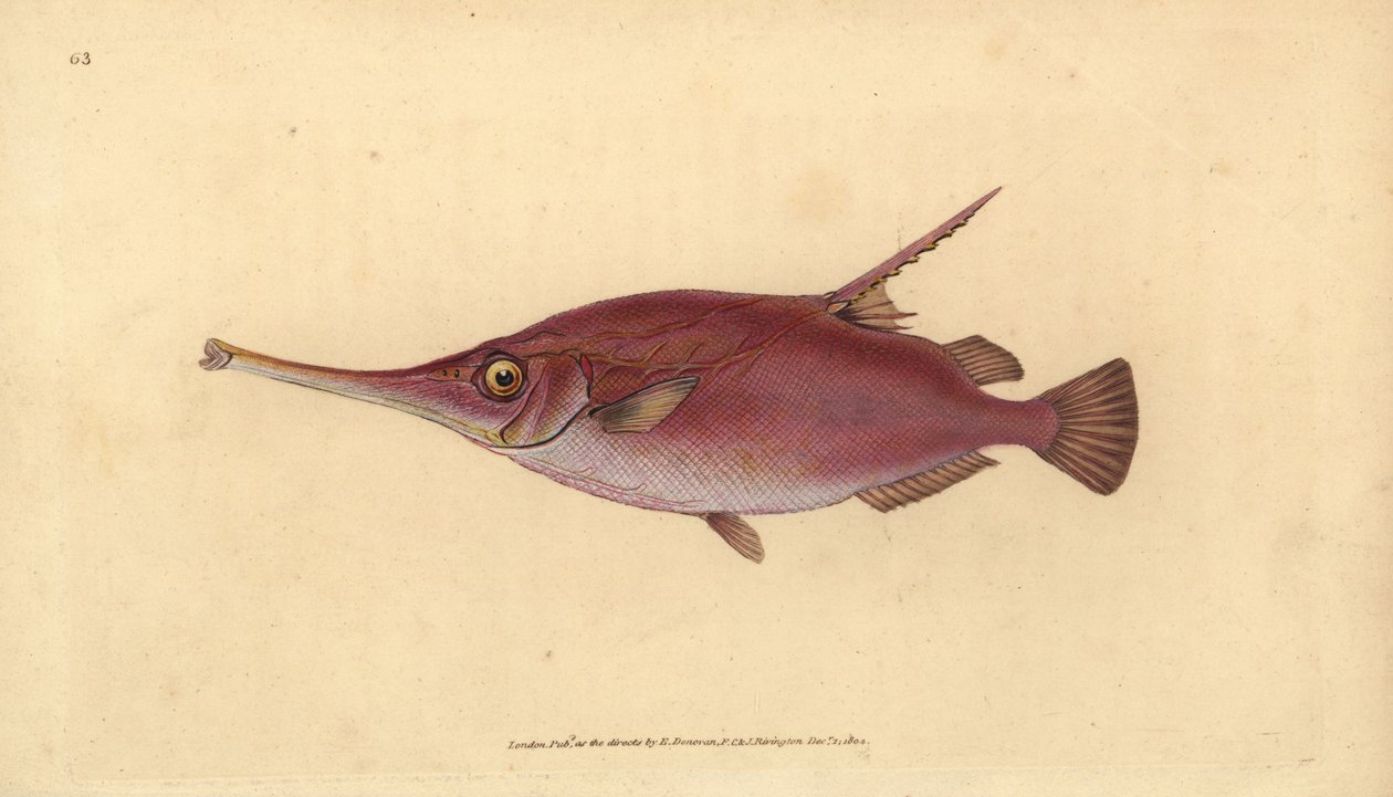 Langryggsnipefisk, Macroramphosus scolopax (Snipe eller trompetfisk, Centriscus scolopax). Håndfarget kobberplate tegnet og gravert av Edward Donovan fra hans Natural History of British Fishes, Donovan og F.C. og J. Rivington, London av Edward Donovan