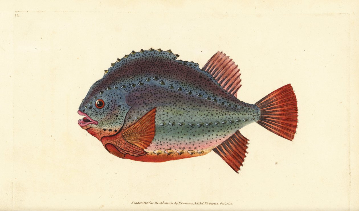Lumpsucker eller rognkjeks, Cyclopterus lumpus. Håndfarget kobberplate tegnet og gravert av Edward Donovan fra hans Natural History of British Fishes, Donovan og F.C. og J. Rivington, London av Edward Donovan