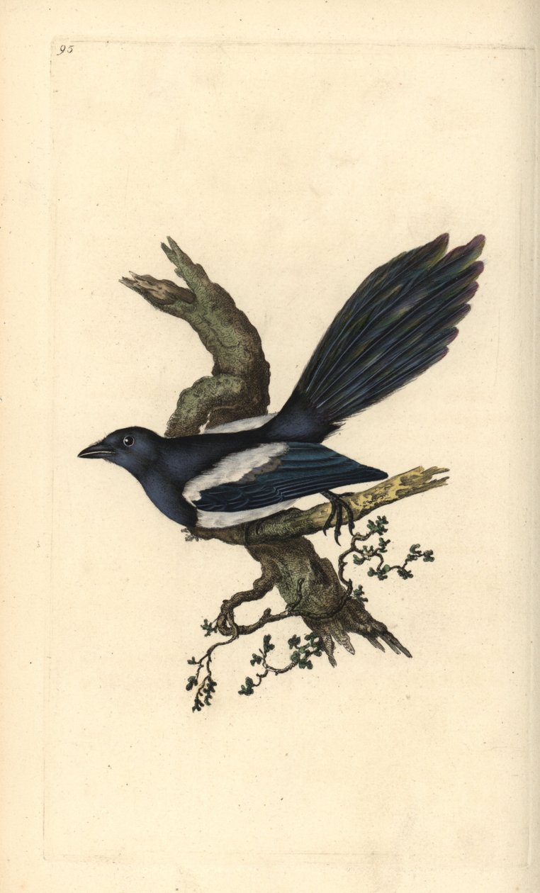 Magpie, Pica pica. Håndfarget kobberplate tegnet og gravert av Edward Donovan fra hans egen "Natural History of British Birds," London av Edward Donovan