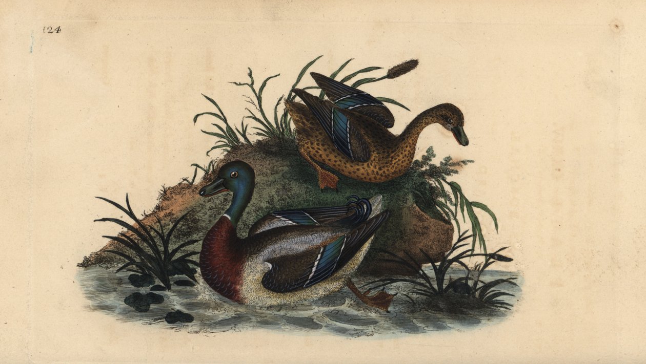 Stokand, Anas platyrhynchos, hann- og hunnpar. Håndfarget kobberplate tegnet og gravert av Edward Donovan fra hans egen "Natural History of British Birds," London av Edward Donovan