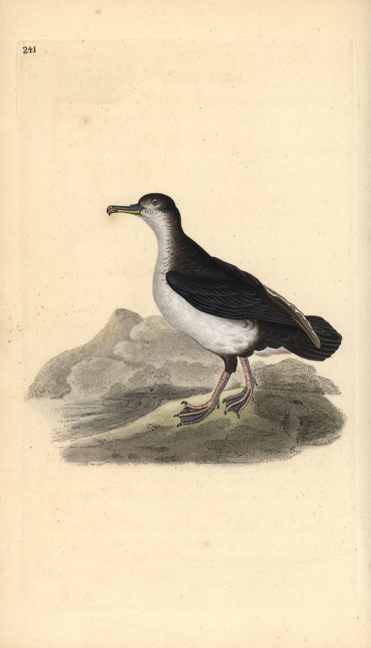 Manx shearwater, Puffinus puffinus. Håndfarget kobberplate tegnet og gravert av Edward Donovan fra hans egen "Natural History of British Birds," London av Edward Donovan