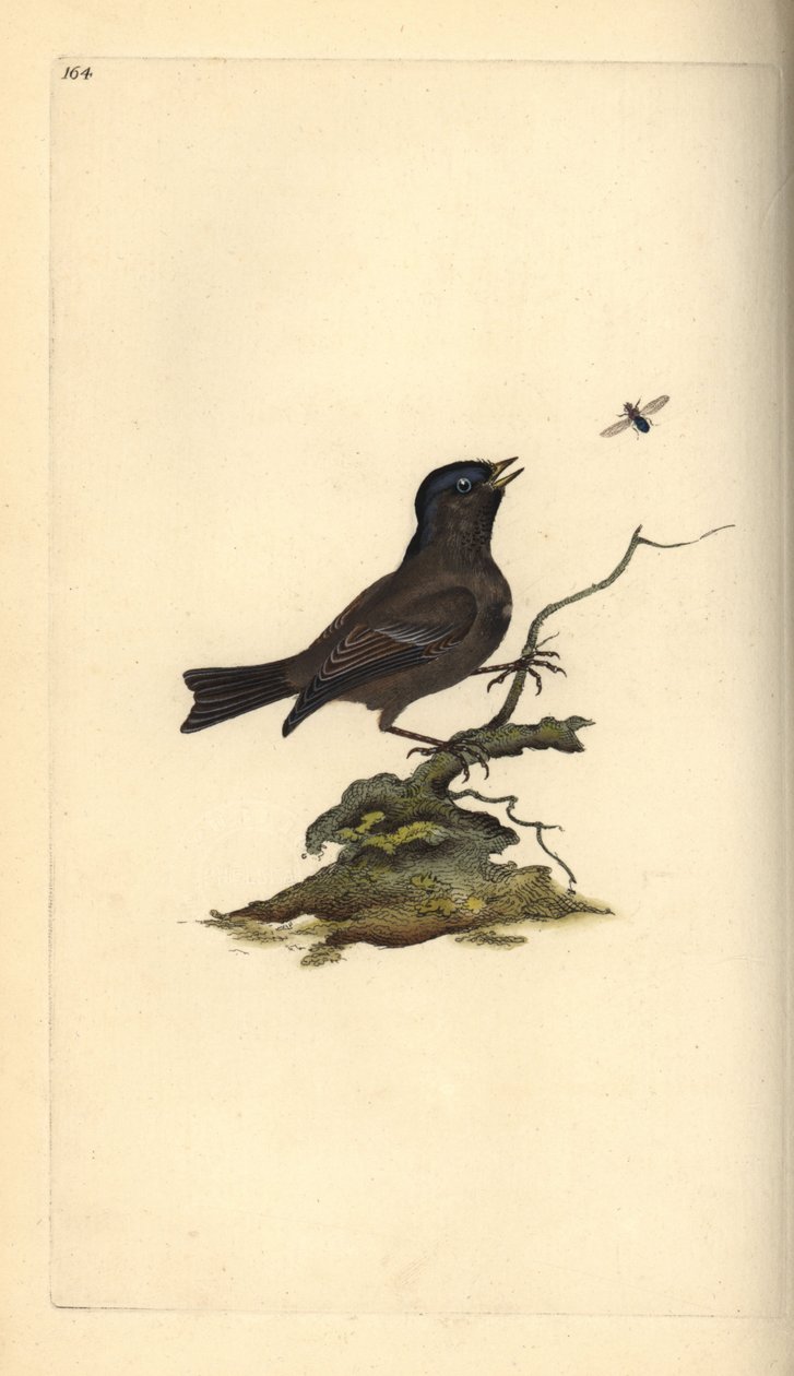 Myrmeis, Poecile Palustris. Håndfarget kobberplate tegnet og gravert av Edward Donovan fra hans egen "Natural History of British Birds," London av Edward Donovan