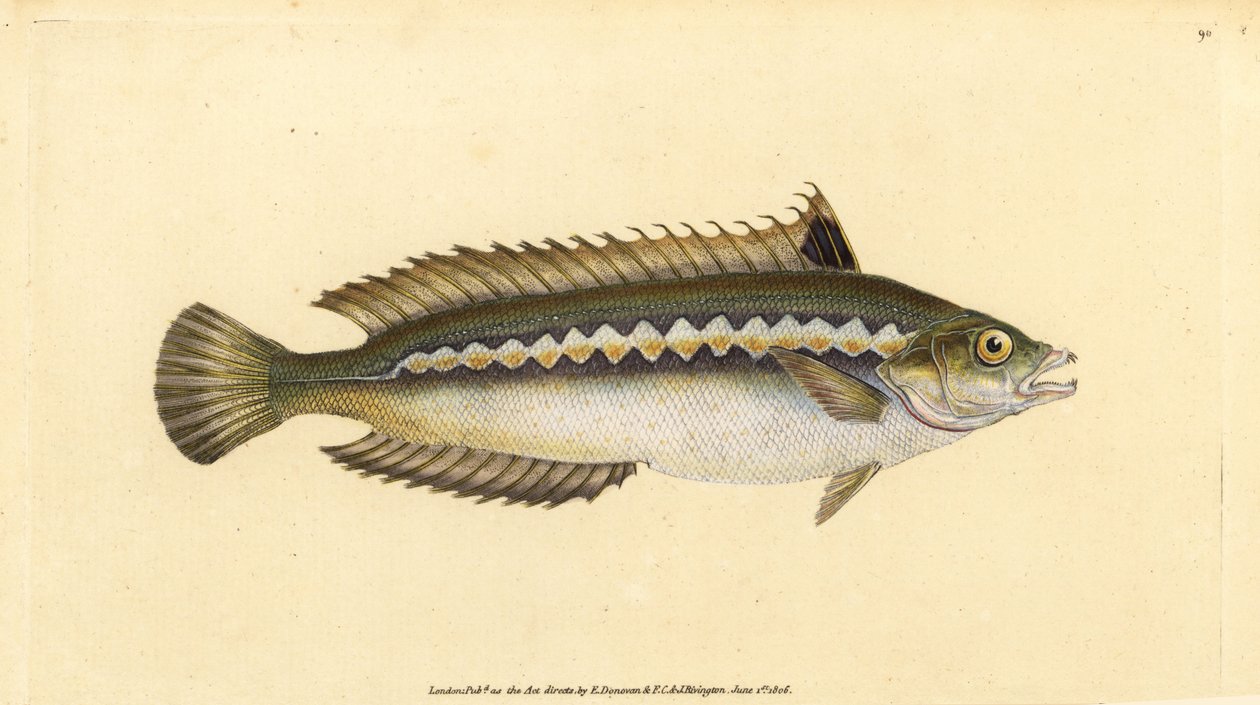 Middelhavsregnbueleppefisk, Coris julis (Indrykkstripet leppefisk, Labrus julis). Håndfarget kobberplate tegnet og gravert av Edward Donovan fra hans Natural History of British Fishes, Donovan og F.C. og J. Rivington, London av Edward Donovan