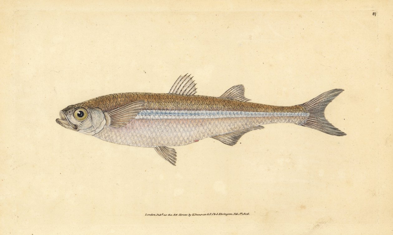 Middelhavssandlukt eller europeisk aterin, Atherina hepsetus. Håndfarget kobberplate tegnet og gravert av Edward Donovan fra hans Natural History of British Fishes, Donovan og F.C. og J. Rivington, London av Edward Donovan