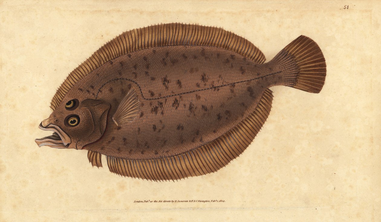 Megrim eller eim, Lepidorhombus whiffiagonis (Pleuronectes megastoma). Håndfarget kobberplate tegnet og gravert av Edward Donovan fra hans Natural History of British Fishes, Donovan og F.C. og J. Rivington, London av Edward Donovan