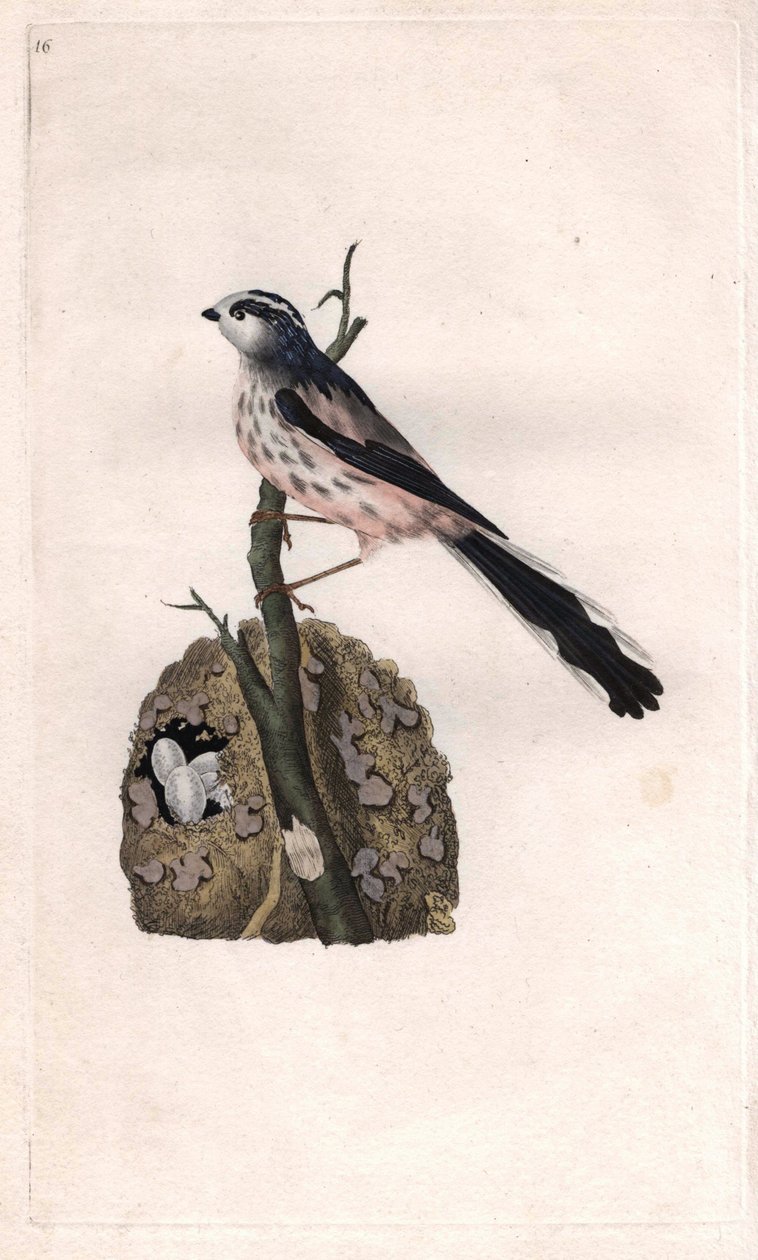 Mesange har en lang hale. Aegithalos caudatus (Parus caudatus). Kobberstikk av Edward Donovan (1768-1837), publisert i Natural History of British Birds, London av Edward Donovan