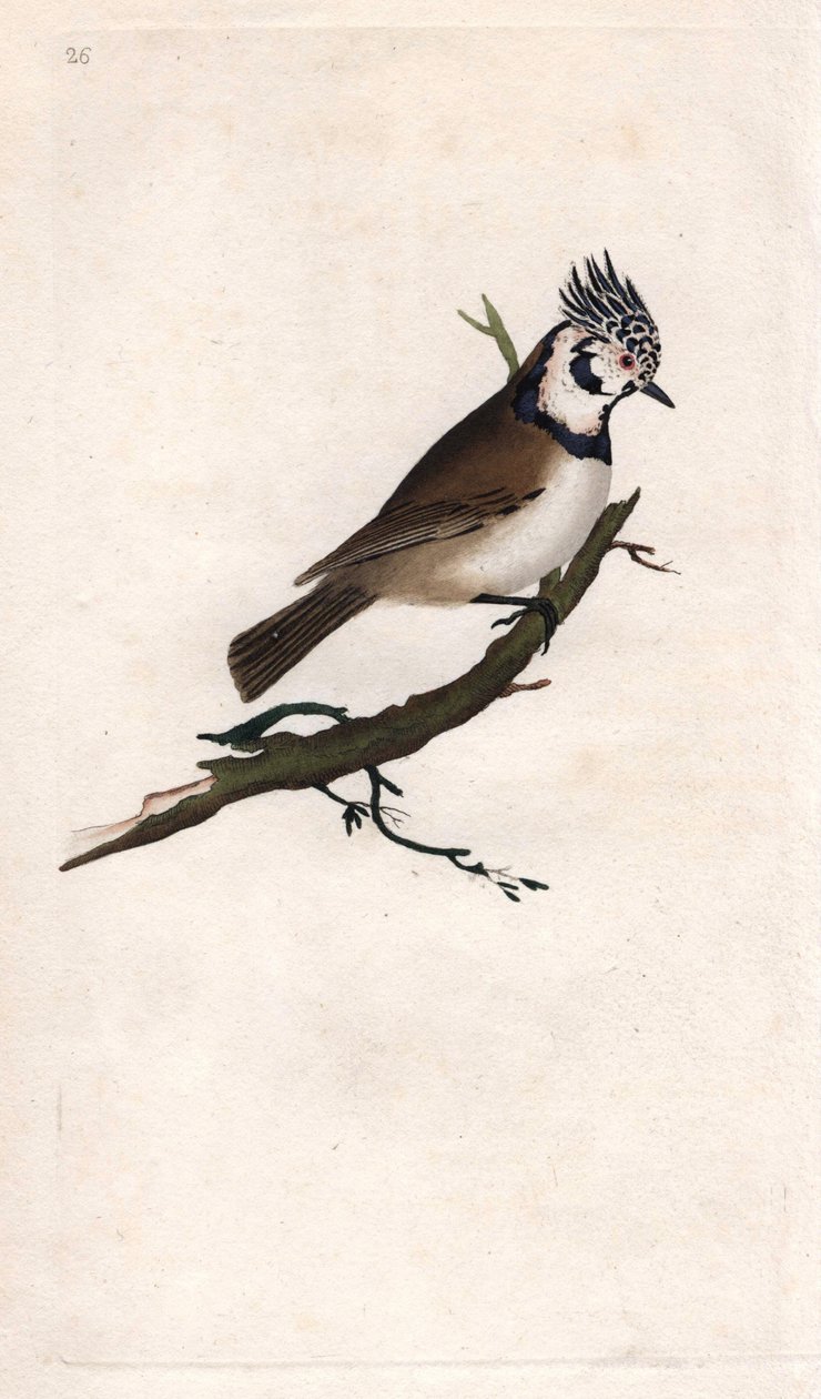 Toppmeis. Lopophanes cristatus cristatus (Parus cristatus). Kobberstikk av Edward Donovan (1768-1837), publisert i Natural History of British Birds, London av Edward Donovan