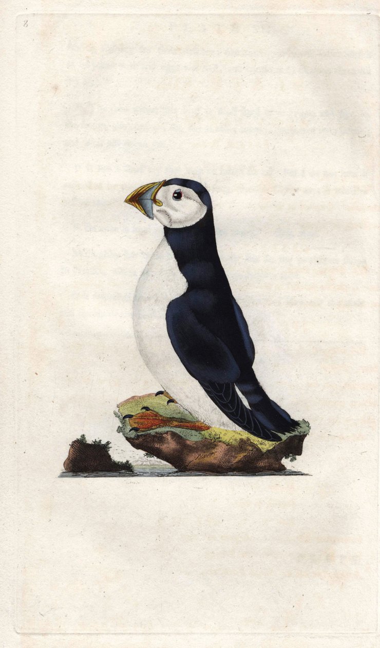 Munkeskjær. Fratercula arctica (Alca arctica). Kobberstikk av Edward Donovan (1768-1837), publisert i Natural History of British Birds, London av Edward Donovan