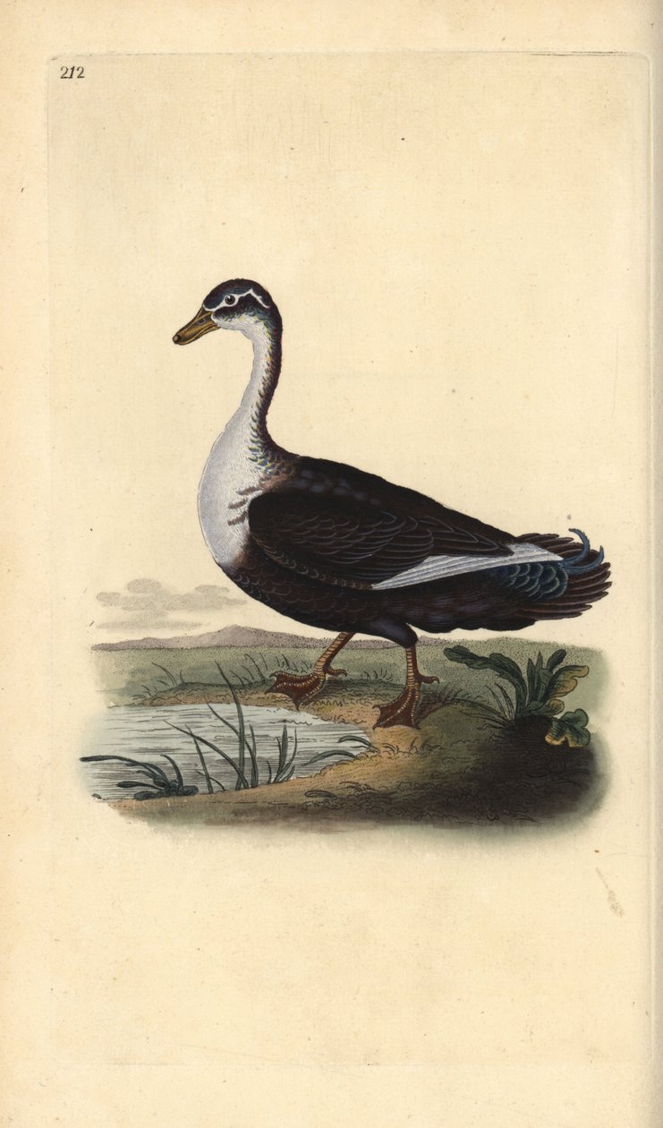 Moskusand (variant), Cairina moschata. Håndfarget kobberplate tegnet og gravert av Edward Donovan fra hans egen "Natural History of British Birds," London av Edward Donovan