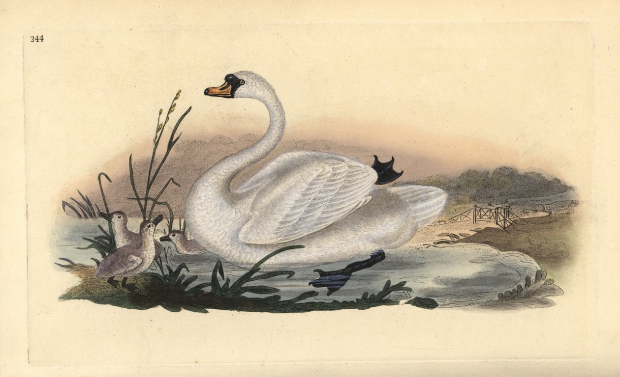 Knopsvane, Cygnus olor, med unger. Håndfarget kobberplate tegnet og gravert av Edward Donovan fra hans egen "Natural History of British Birds," London av Edward Donovan