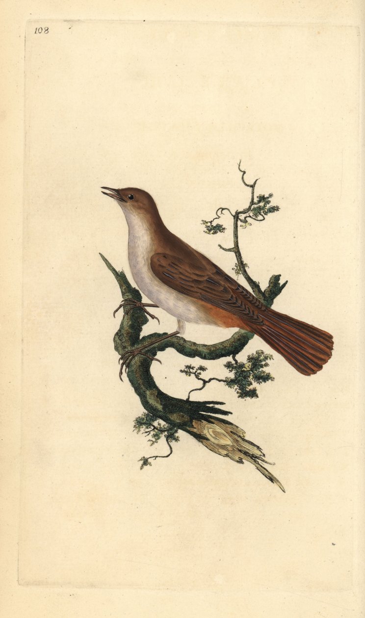 Nattergal, Luscinia megarhynchos. Håndfarget kobberplate tegnet og gravert av Edward Donovan fra hans egen "Natural History of British Birds," London av Edward Donovan