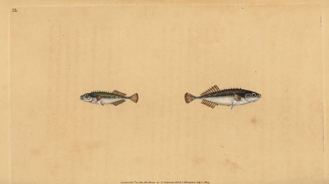 Ninespine pinneback, Pungitius pungitius (Lesser eller ti-piged stickleback, Gasterosteus pungitius). Håndfarget kobberplate tegnet og gravert av Edward Donovan fra hans Natural History of British Fishes, Donovan og F.C. og J. Rivington, London av Edward Donovan
