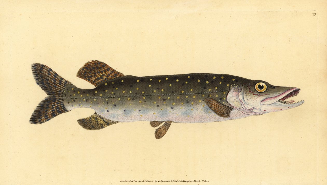 Nordgjedde, Esox lucius. Håndfarget kobberplate tegnet og gravert av Edward Donovan fra hans Natural History of British Fishes, Donovan og F.C. og J. Rivington, London av Edward Donovan