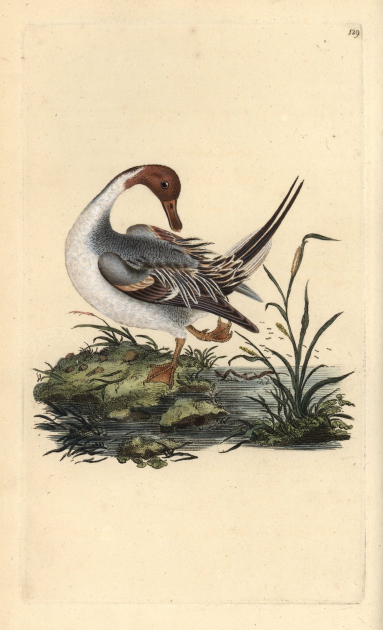 Nordlig haleand, Anas acuta. Håndfarget kobberplate tegnet og gravert av Edward Donovan fra hans egen "Natural History of British Birds" (1794-1819). Edward Donovan (1768–1837) var en anglo-irsk amatørzoolog, forfatter, kunstner og gravør. Han w av Edward Donovan