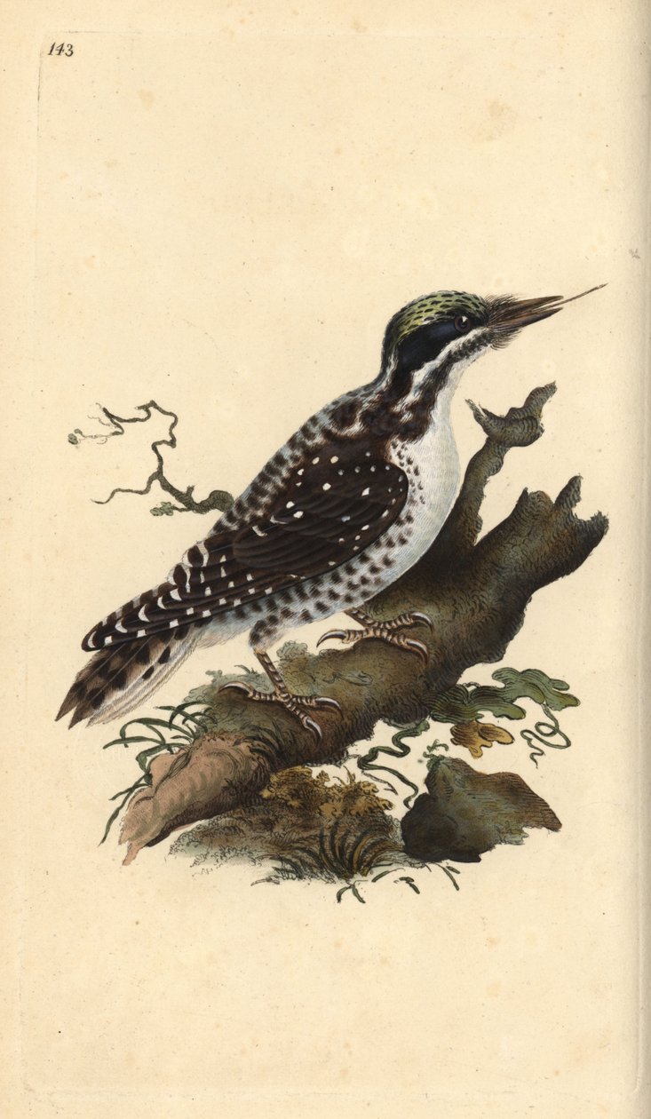 Nordlig tretået hakkespett. Picoides tridactylus. Håndfarget kobberplate tegnet og gravert av Edward Donovan fra hans egen "Natural History of British Birds," London av Edward Donovan