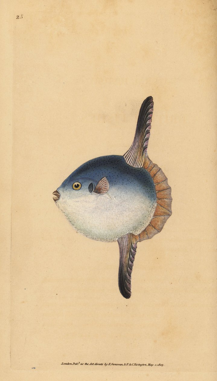 Havsolfisk, Mola mola. Sårbar. (Solfisk, Tetrodon mola). Håndfarget kobberplate tegnet og gravert av Edward Donovan fra hans Natural History of British Fishes, Donovan og F.C. og J. Rivington, London av Edward Donovan