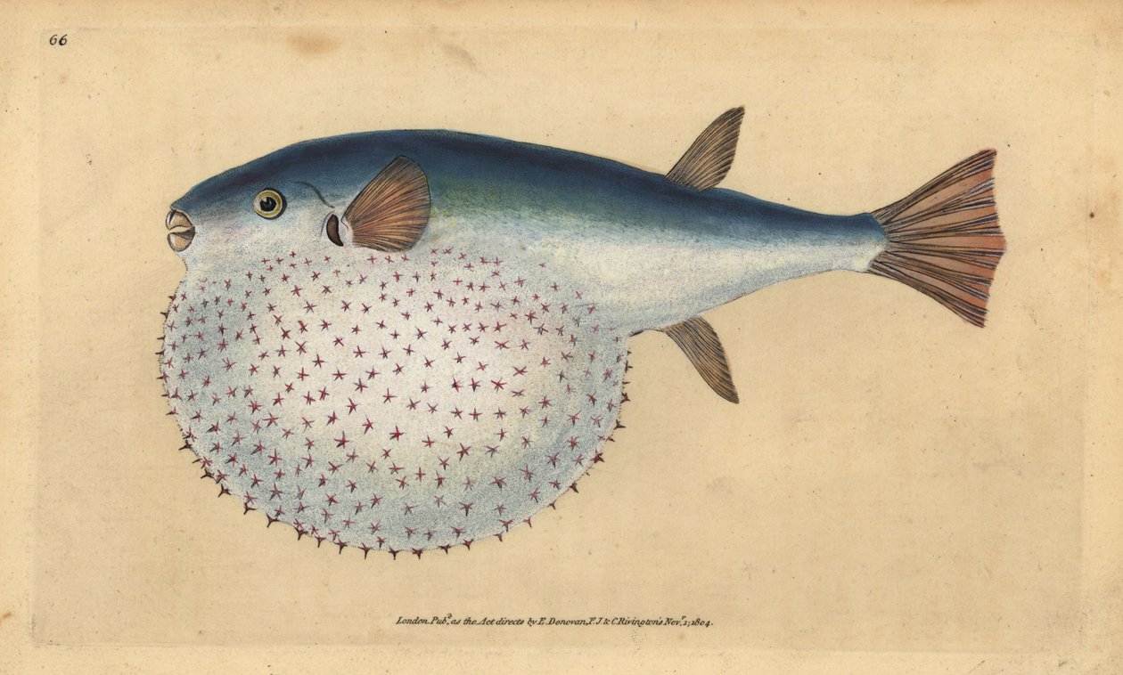 Oceanisk puffer, Lagocephalus lagocephalus (Stellert klodefisk, Tetrodon stellatus). Håndfarget kobberplate tegnet og gravert av Edward Donovan fra hans Natural History of British Fishes, Donovan og F.C. og J. Rivington, London av Edward Donovan