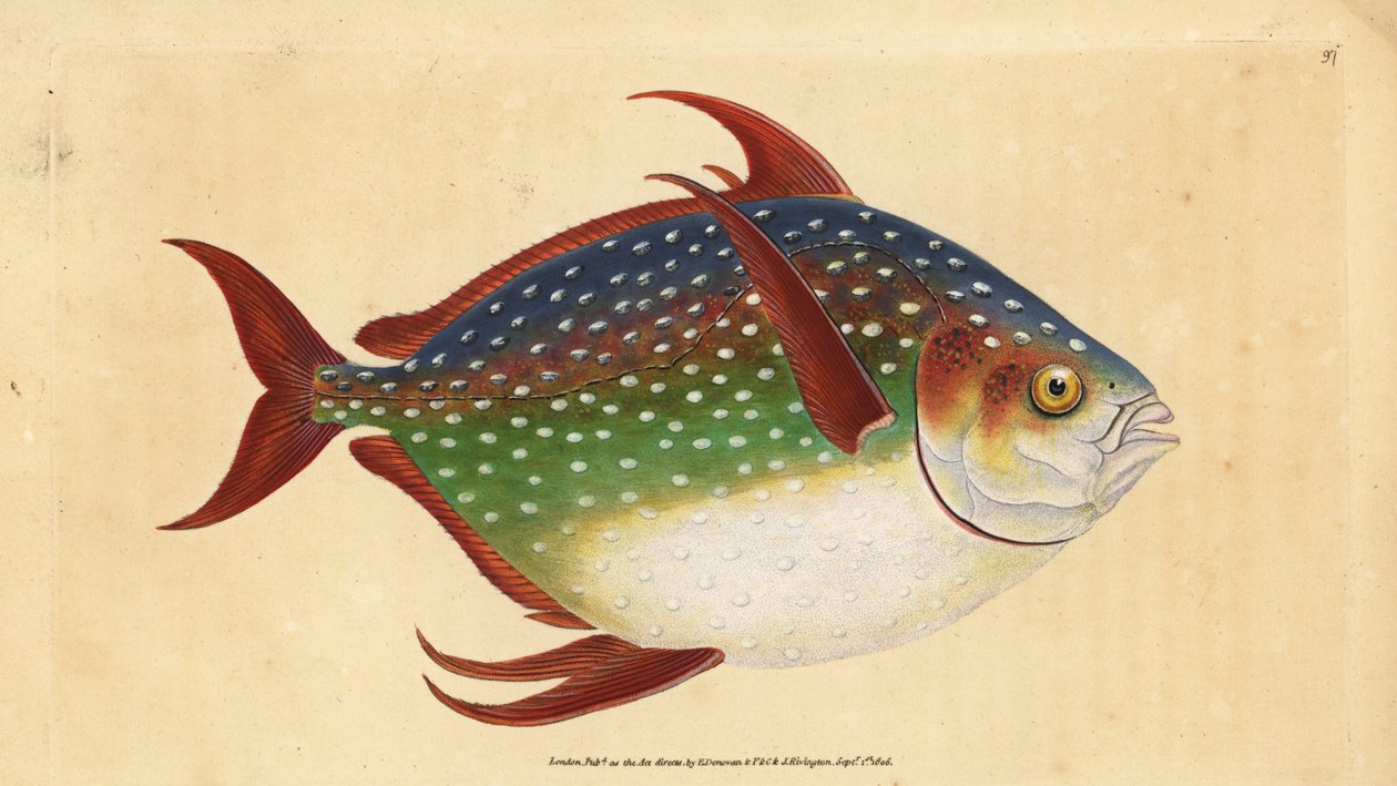 Opah eller kongefisk, Lampris guttatus (Zeus luna). Håndfarget kobberplate tegnet og gravert av Edward Donovan fra hans Natural History of British Fishes, Donovan og F.C. og J. Rivington, London av Edward Donovan