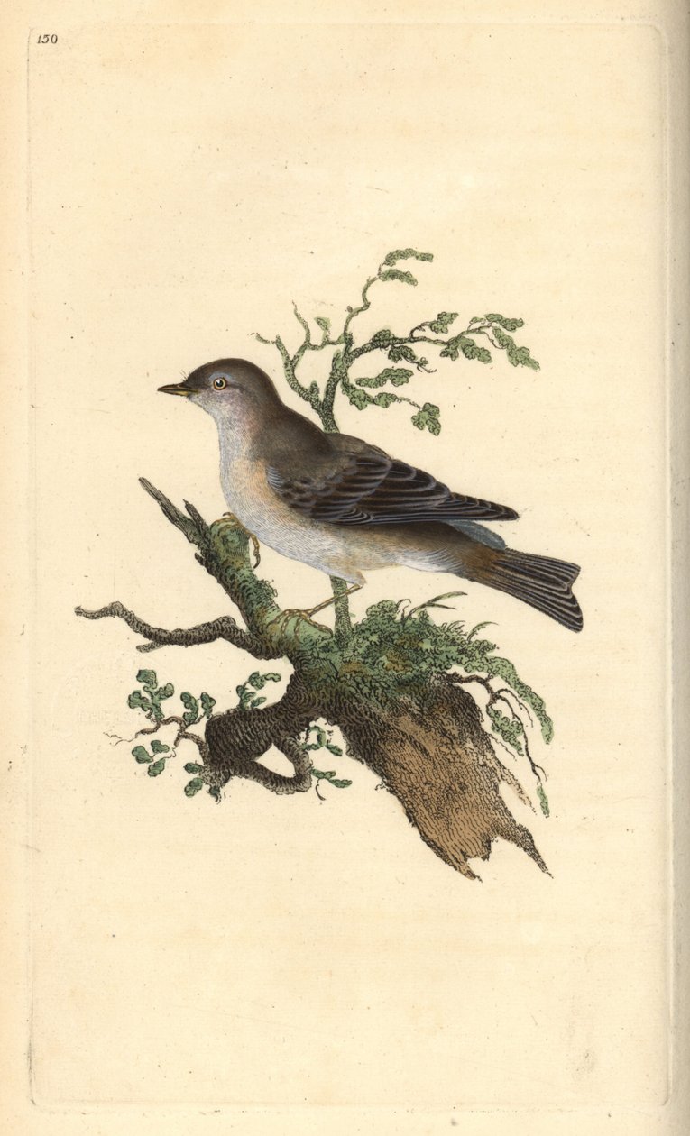 Orphean warbler, Sylvia hydrtensis, eller større småsanger. Håndfarget kobberplate tegnet og gravert av Edward Donovan fra hans egen "Natural History of British Birds," London av Edward Donovan