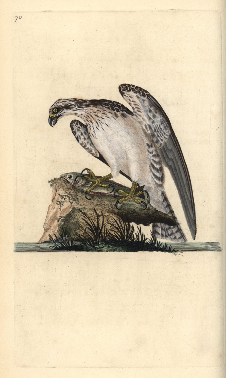 Fiskeørn, Pandion haliaetus, stående på en fanget fisk. Håndfarget kobberplate tegnet og gravert av Edward Donovan fra hans egen "Natural History of British Birds," London av Edward Donovan