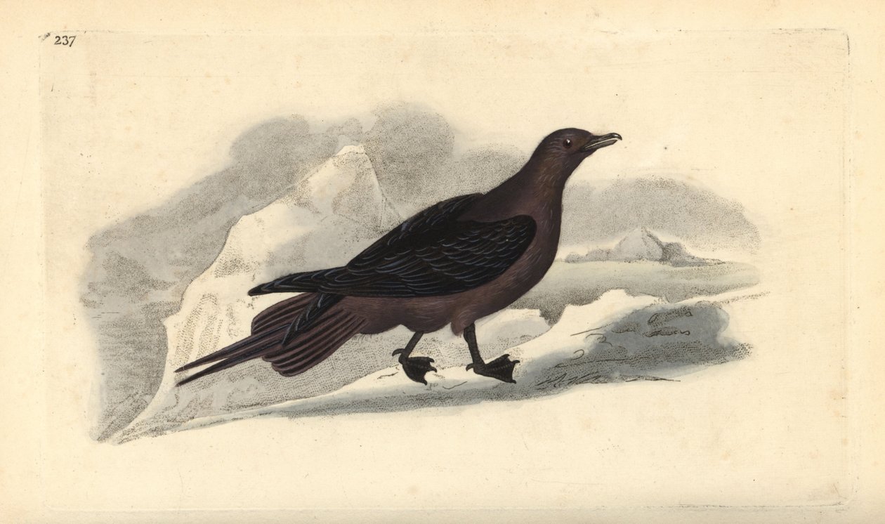Parasittisk Jaeger, Stercorarius parasiticus. Håndfarget kobberplate tegnet og gravert av Edward Donovan fra hans egen "Natural History of British Birds," London av Edward Donovan