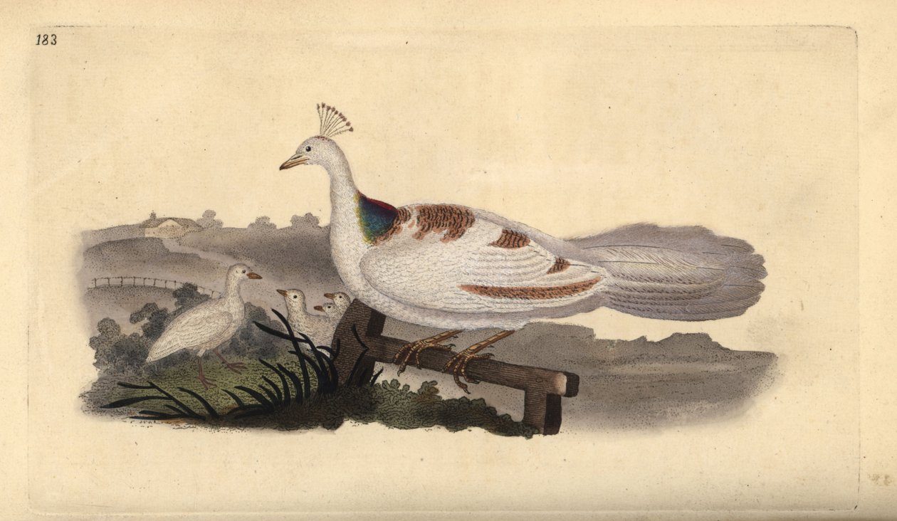 Påfuglfot, Pavo cristatus, hunn med unger. Håndfarget kobberplate tegnet og gravert av Edward Donovan fra hans egen "Natural History of British Birds," London av Edward Donovan
