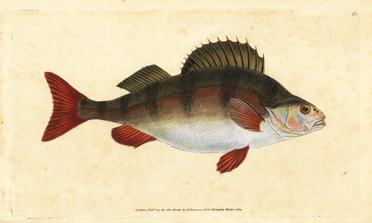 Abbor, Perca fluviatilis. Håndfarget kobberplate tegnet og gravert av Edward Donovan fra hans Natural History of British Fishes, Donovan og F.C. og J. Rivington, London av Edward Donovan