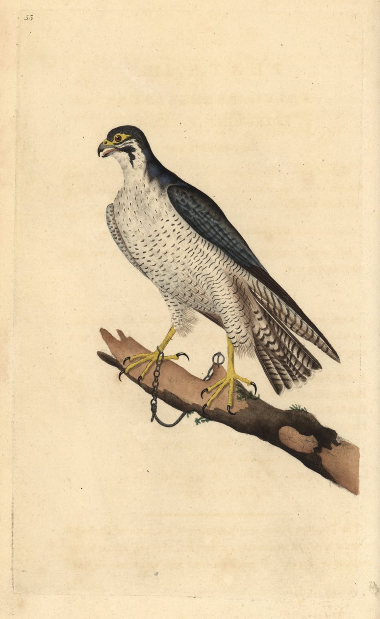 Vandrefalk, Falco peregrinus, lenket til en gren. Håndfarget kobberplate tegnet og gravert av Edward Donovan fra hans egen "Natural History of British Birds," London av Edward Donovan