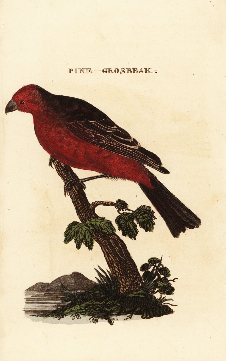 Pine grosbeak, Pinicola enucleator av Edward Donovan