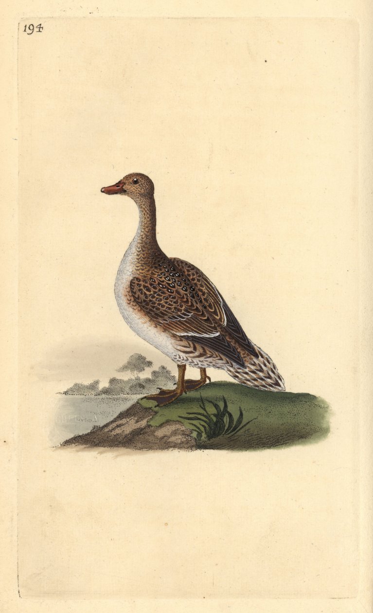 Nålehale, Anas acuta, hunn. Håndfarget kobberplate tegnet og gravert av Edward Donovan fra hans egen "Natural History of British Birds," London av Edward Donovan