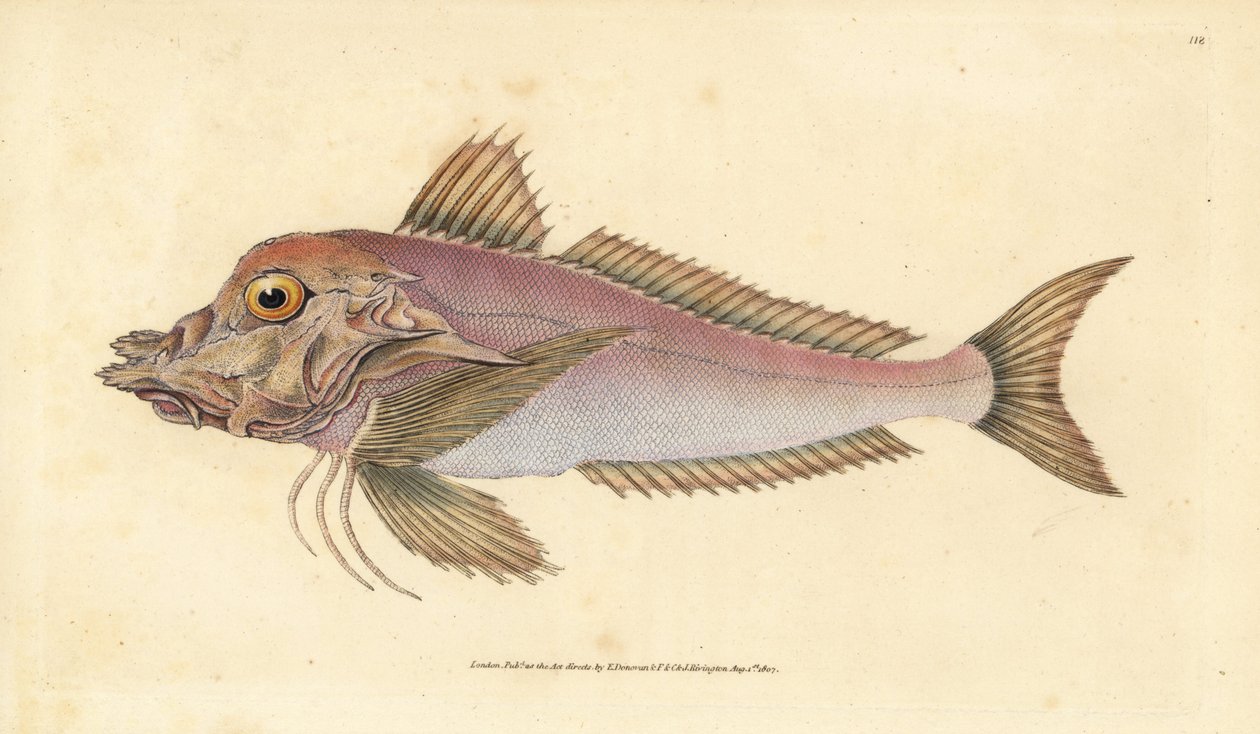 Piper, Trigla lyra. Håndfarget kobberplate tegnet og gravert av Edward Donovan fra hans Natural History of British Fishes, Donovan og F.C. og J. Rivington, London av Edward Donovan