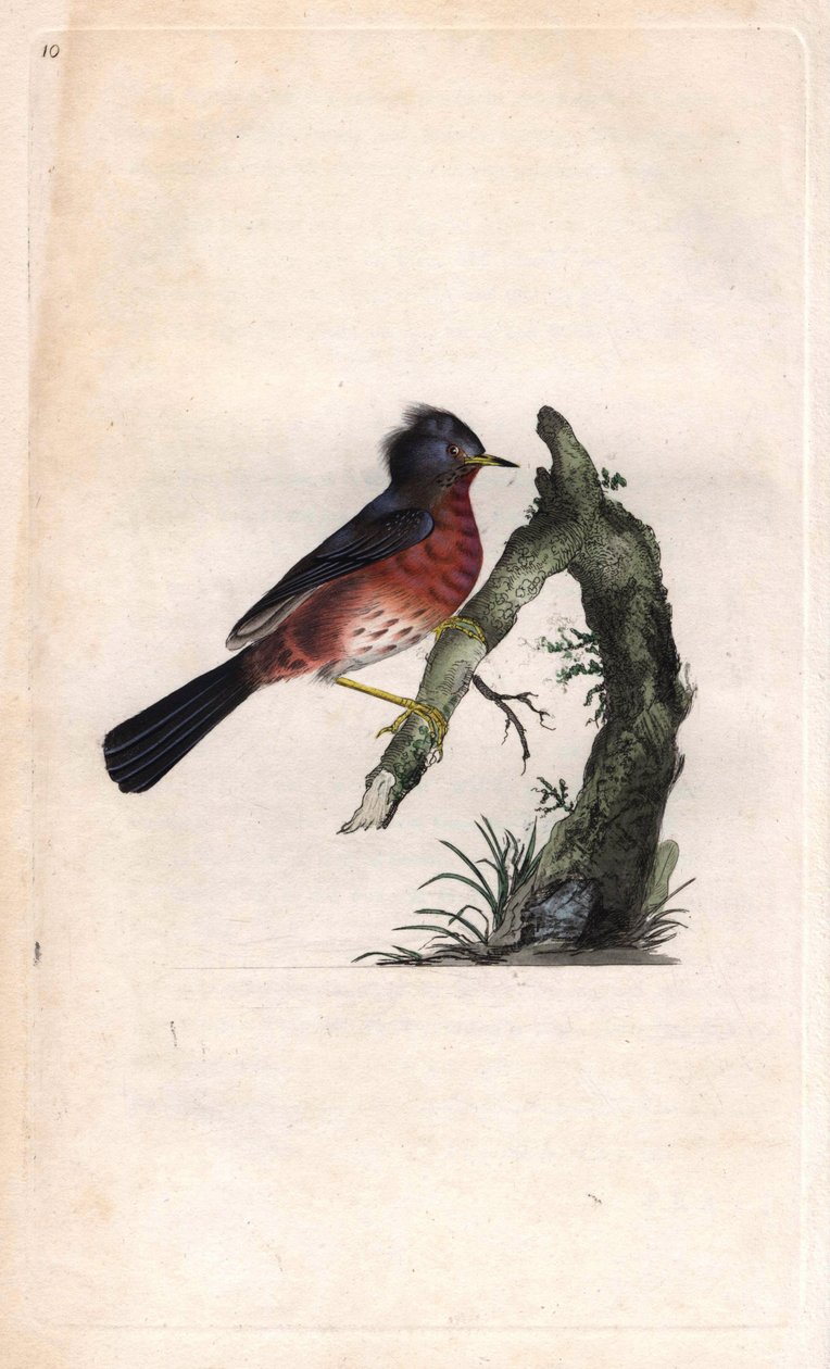 Pitchou warf. Sylvia undata (Sylvia dartfordiensis). Kobberstikk av Edward Donovan (1768-1837), publisert i Natural History of British Birds, London av Edward Donovan
