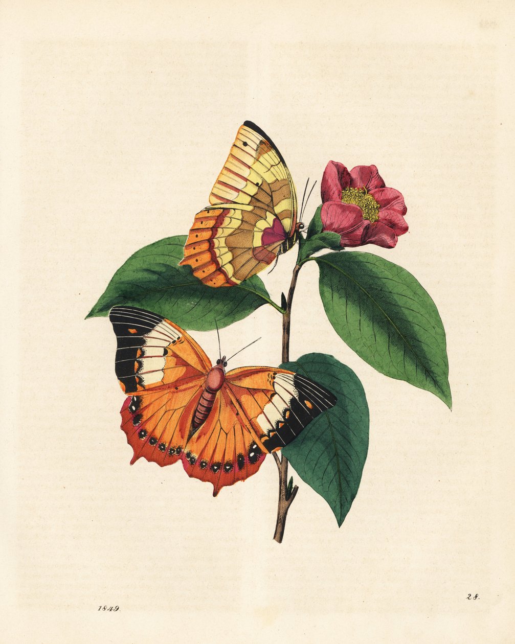 Vanlig tawny rajah sommerfugl, Charaxes psaphon (Nymphalis bernardus) på en kamelia. Kopiert fra Edward Donovans An Epitome of the Natural History of the Insects of China av Edward Donovan