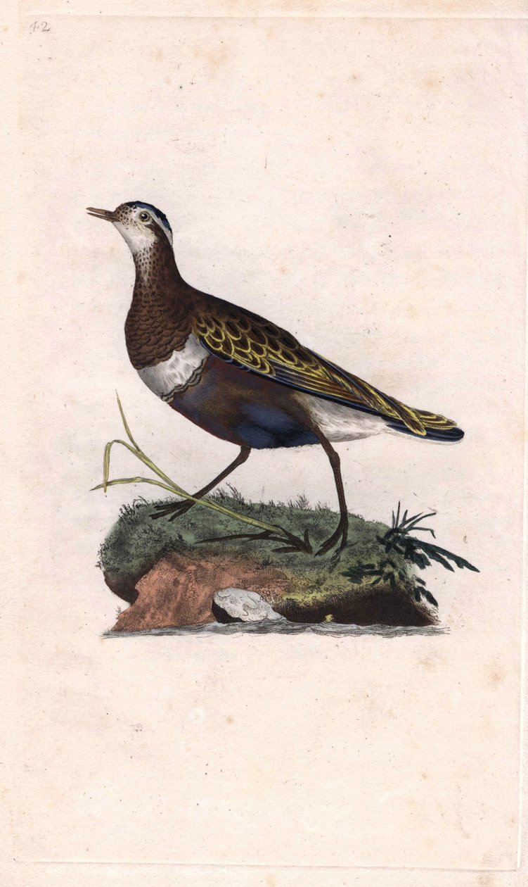 Plover. Eudromias morinellus (Charadrius morinellus). Kobberstikk av Edward Donovan (1768-1837), publisert i Natural History of British Birds, London av Edward Donovan