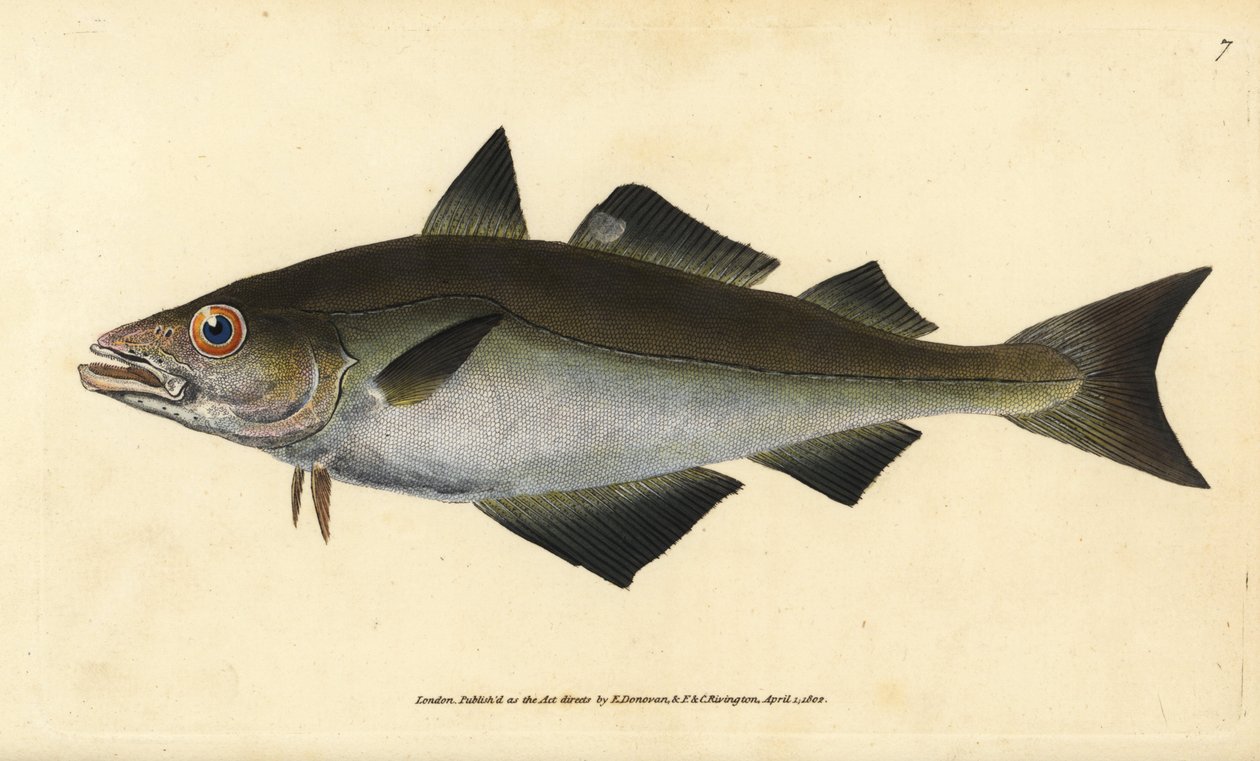Sei, Pollachius pollachius (Hvitlyr, Gadus pollachius). Håndfarget kobberplate tegnet og gravert av Edward Donovan fra hans Natural History of British Fishes, Donovan og F.C. og J. Rivington, London av Edward Donovan