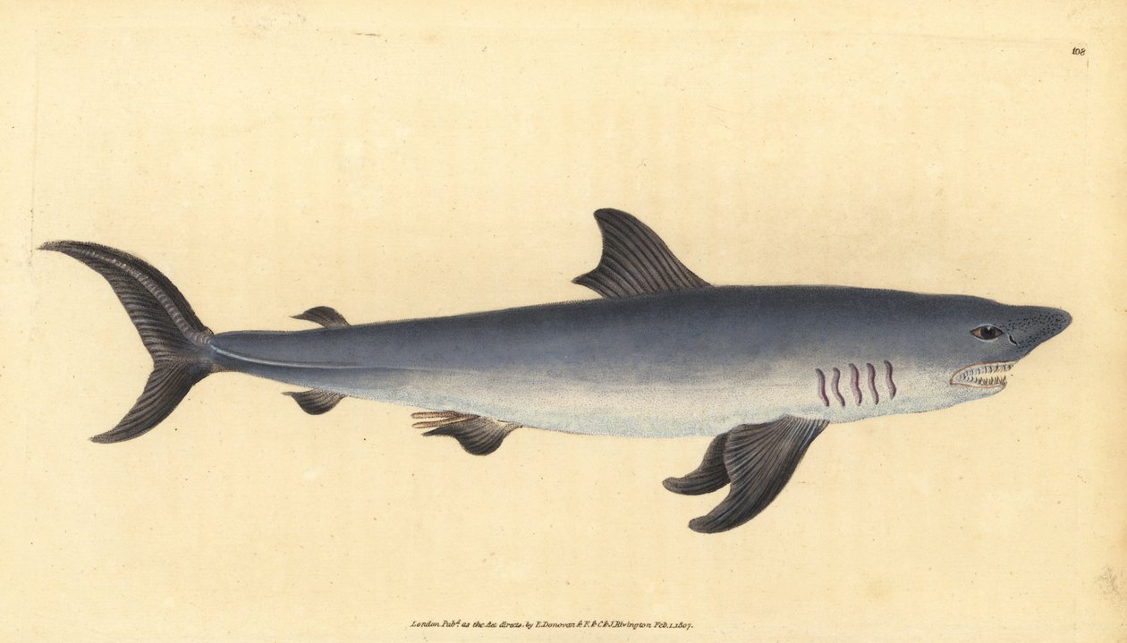 Porbeagle, Lamna nasus. Sårbar. (Porbeagle hai, Squalus cornubicus). Håndfarget kobberplate tegnet og gravert av Edward Donovan fra hans Natural History of British Fishes, Donovan og F.C. og J. Rivington, London av Edward Donovan